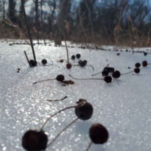photo Gumdrops on Ice - Taken while on a snowshoeing adventure with my mom in January  2026. The low angle gave the gumdrops perspective and caught my eye. by Bryan Pegues