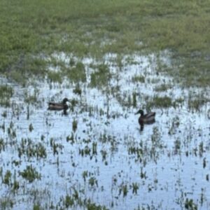 photo As Pretty as a Painting - Taken from one of the trails at Kinder on May 31, 2025. by Gianna Stavrevski