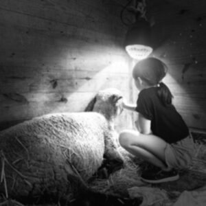 photo Beginnings - This is a photograph of my daughter sitting with Fiona on the night she gave birth to her two lambs last spring. This was the first farm birth my family and I had ever witnessed; it was amazing. by Tara Perkowski